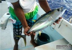 多吃海魚、補充維D 多種方式延緩衰老